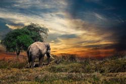 Elephants, South Africa