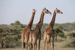 Giraffe, South Africa